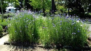 ばら花壇周辺の花々