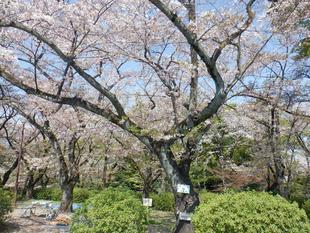 桜開花情報【2023年4月1日号】