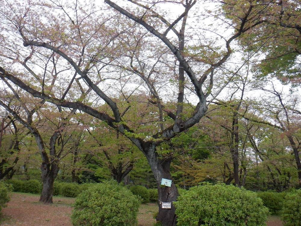 桜開花情報【2023年4月6日号】の写真