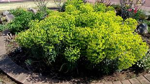 ナチュラリスティックガーデン 1