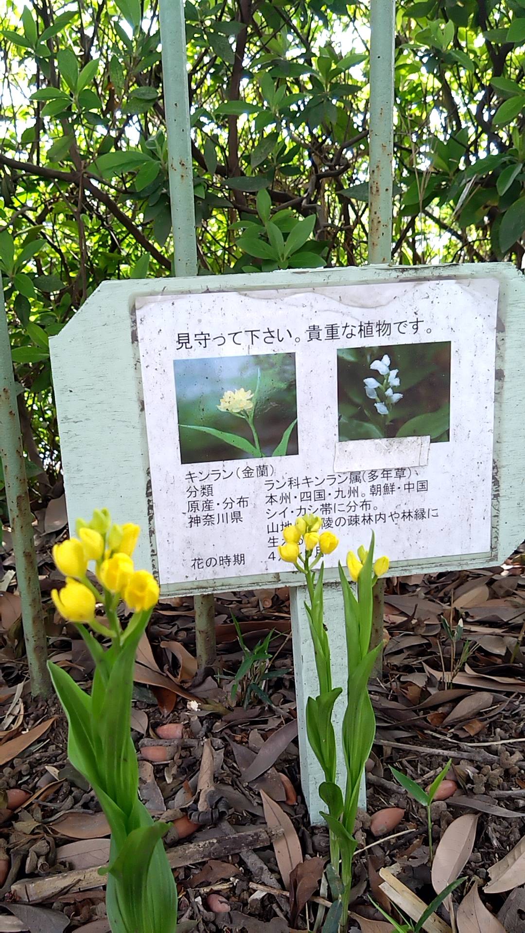 金蘭.銀蘭今年も咲きました!の写真