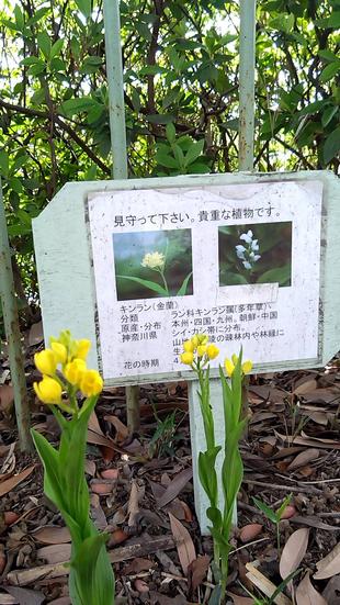 金蘭.銀蘭今年も咲きました!