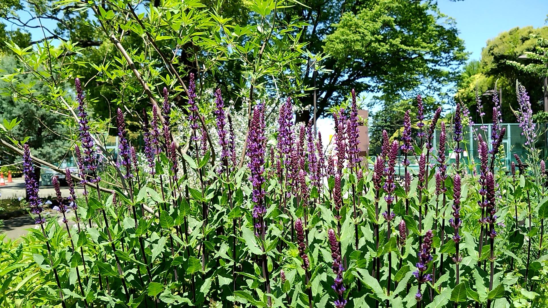 宿根草、ハーブ花壇の写真