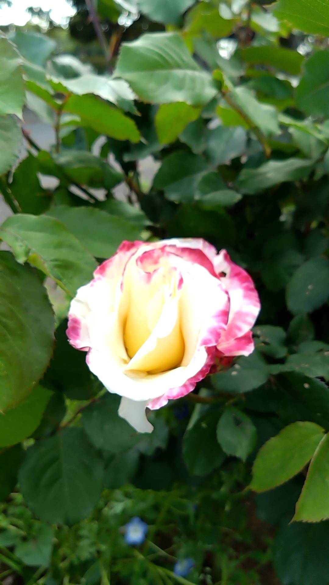 バラが開花しました🌹の写真