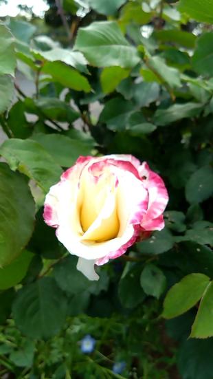 バラが開花しました🌹