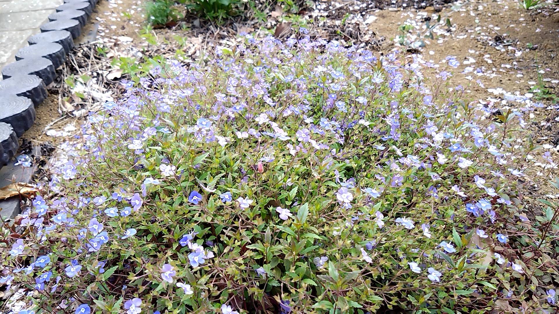 バラ花壇周辺の写真