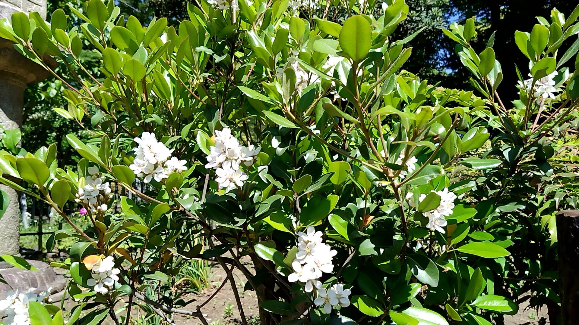 池の周辺の花々の写真