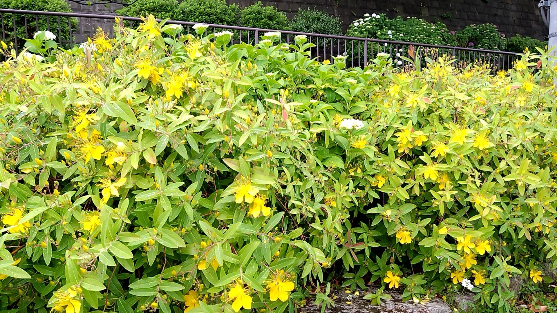 キンシバイとビョウヤナギの写真