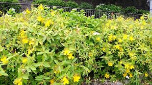 キンシバイとビョウヤナギ