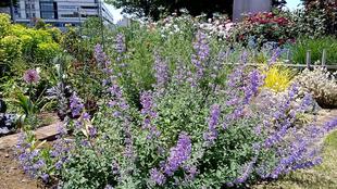 ナチュラリスティックガーデン・春