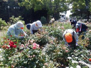 ボランティア団体さんによるバラの選定作業