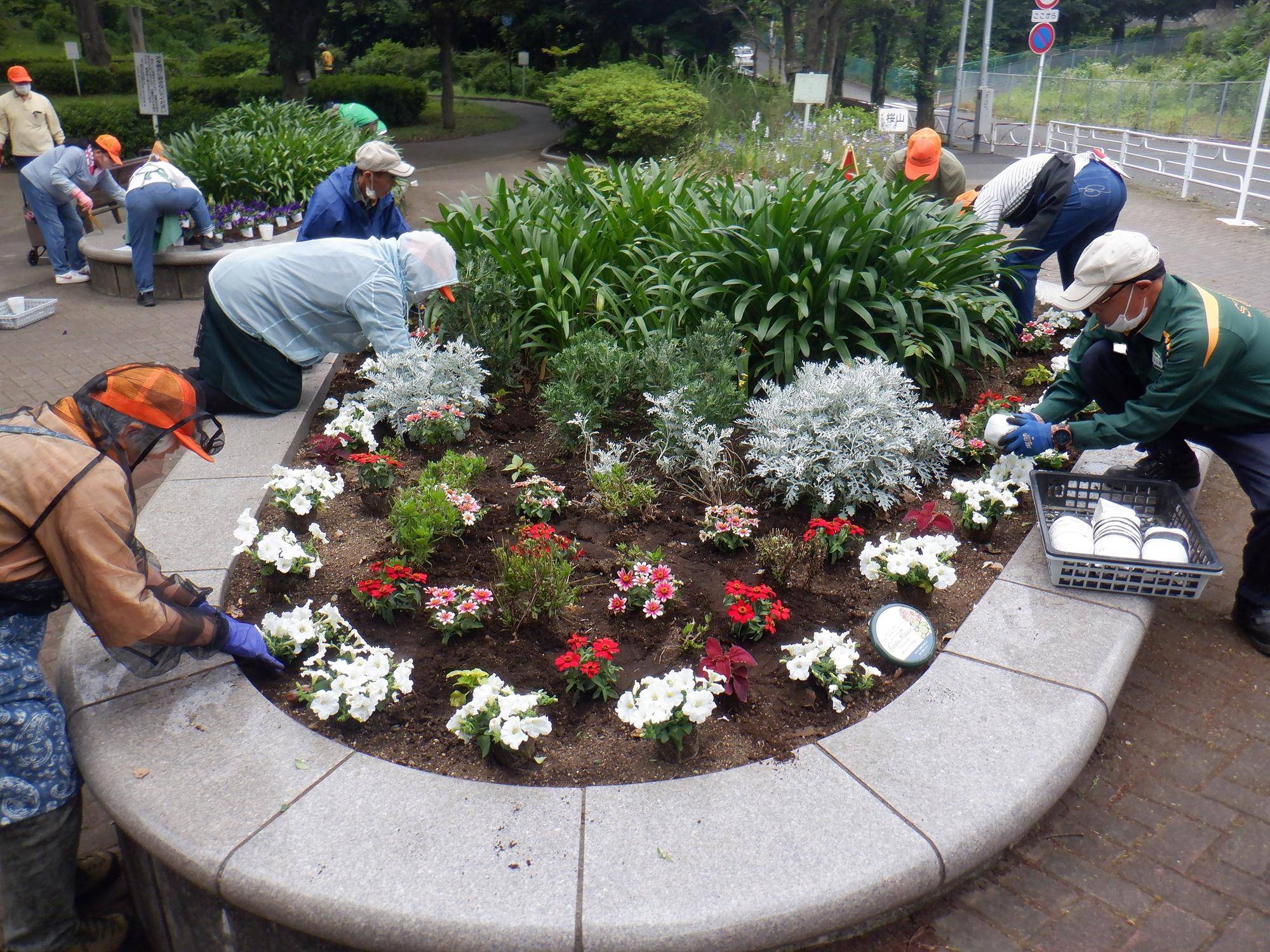 ボランティア団体さんによる花苗の植え付け作業の写真