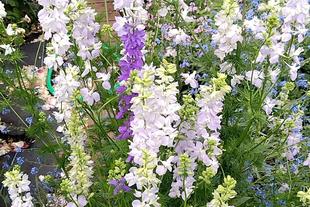 ナチュラリスティックガーデン（5/8　Vol.2　）