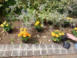 三ツ沢公園ボランティア団体さんによる夏苗植付（第三レストハウス付近・午後）