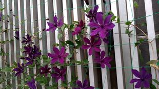 第一ﾚｽﾄﾊｳｽ脇(旧北部公園緑地事務所入口)