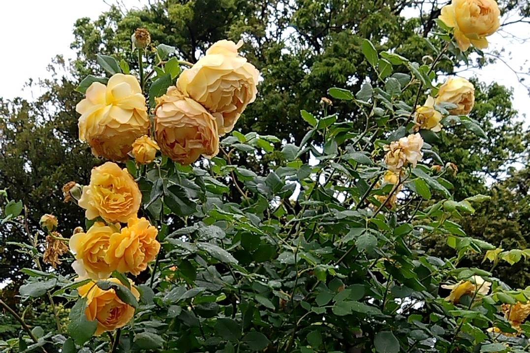 バラ花壇Vol.1の写真