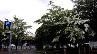 わんぱく広場のヤマボウシとヒメウツギ