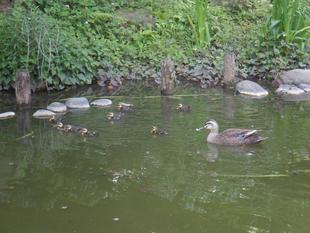 かるがも登場！（自由広場脇の池）
