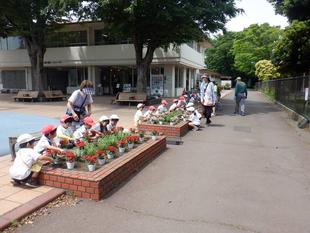 夏の花苗植え［三ツ沢幼稚園］