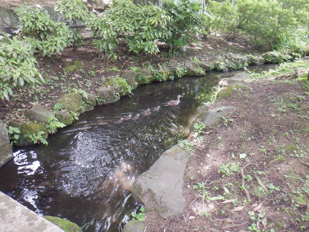 三ツ沢公園自由広場脇の池の 「かるがも」親子の様子の写真