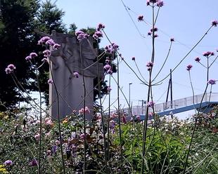 ナチュラリスティックガーデン(５月第３週の様子）