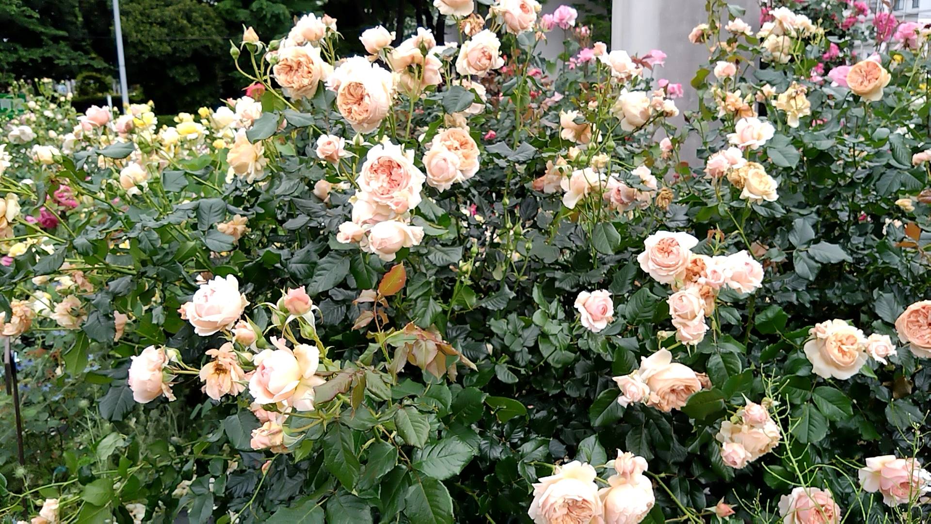 ナチュラリスティックガーデンばらVol.1の写真