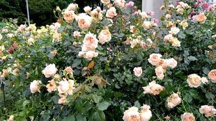 ナチュラリスティックガーデンばらVol.1