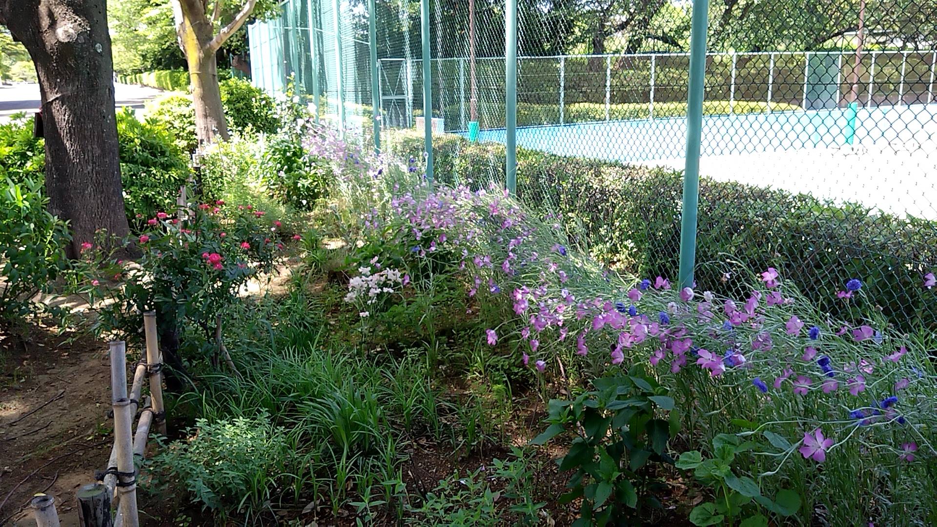 主園路及び周辺の花の写真