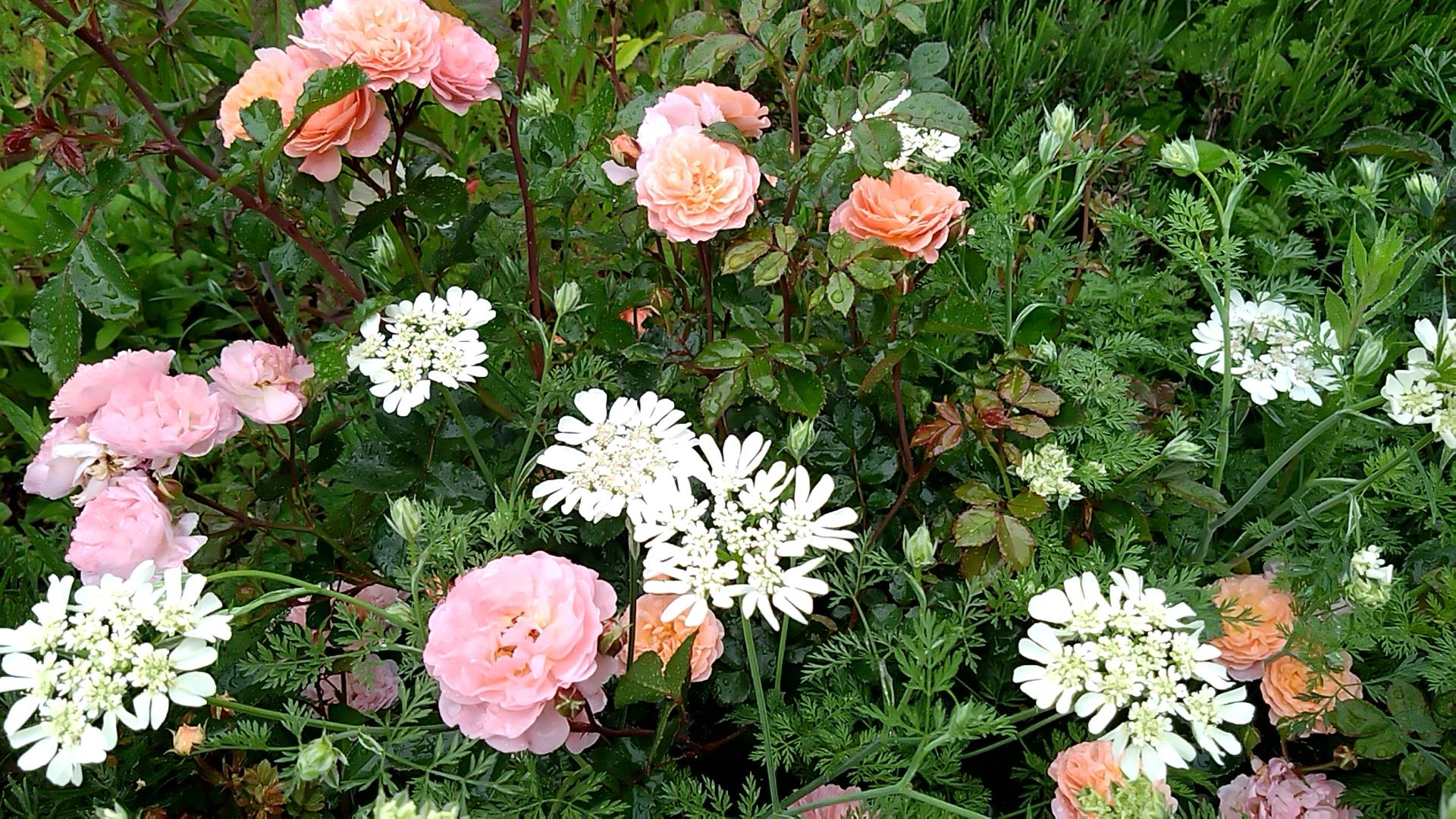 バラ花壇Vol.2の写真