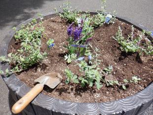 三ツ沢公園ボランティア団体さんによる夏苗植付