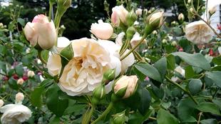 ナチュラリスティックガーデンばらVol.2