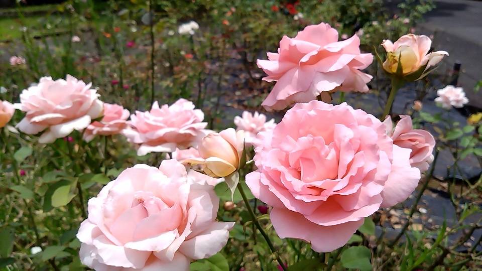花壇広場のバラの写真