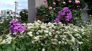 ナチュラリスティックガーデン（6/11　-2）