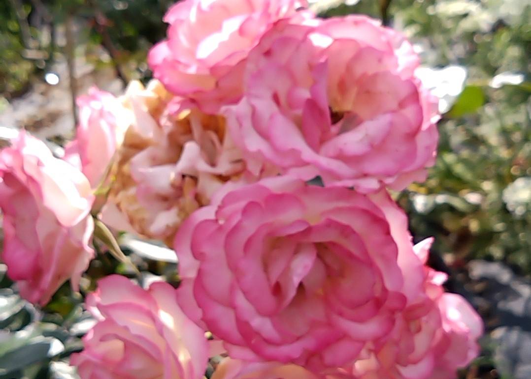 ばら花壇の様子(5/30撮影)の写真