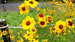 アガパンサス(多年草)とハルジャギク(一年草)