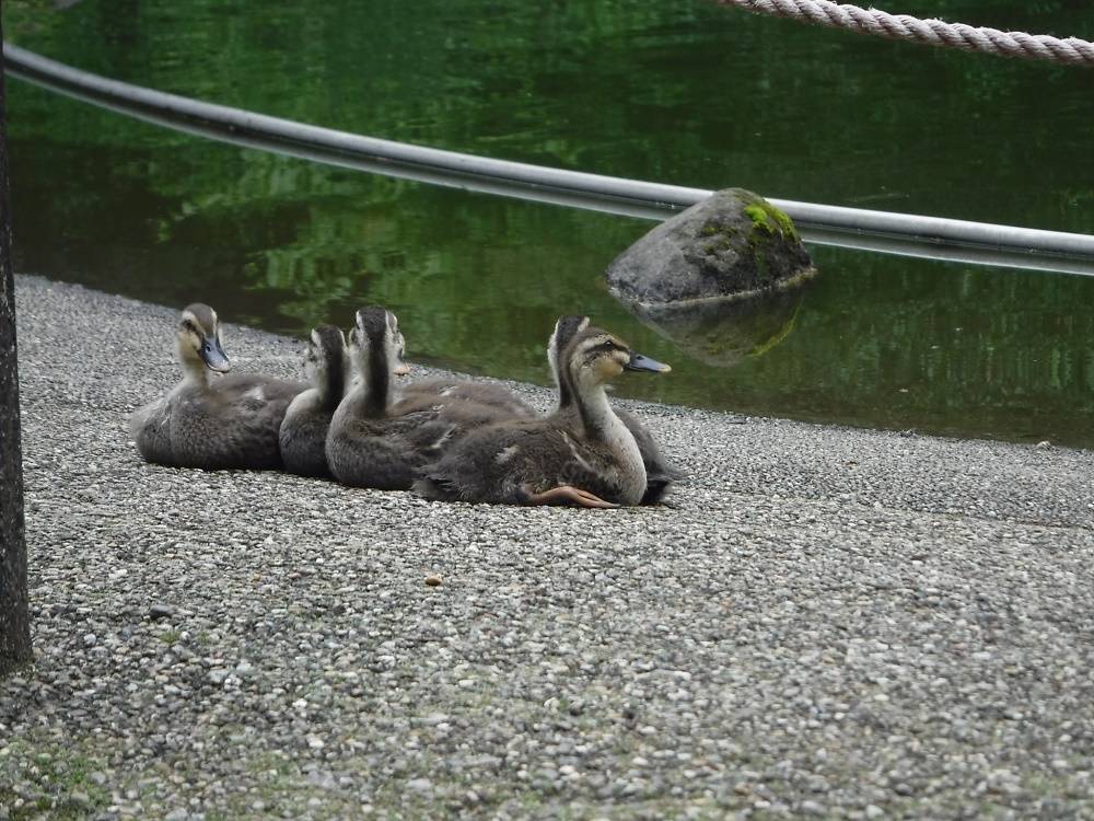 自由広場脇の池「かるがも親子」は、またまた大きくなりました!の写真