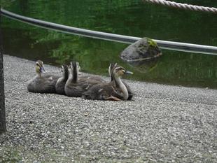 自由広場脇の池｢かるがも親子｣は、またまた大きくなりました！