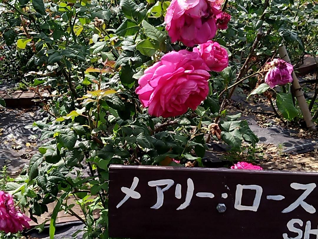 ナチュラリスティックガーデン(6/1)の写真