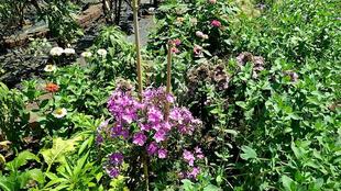 ナチュラリスティックガーデンVol.3