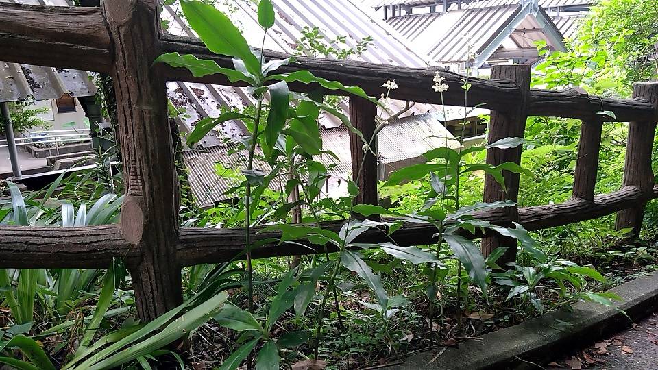 ヤブミョウガの写真