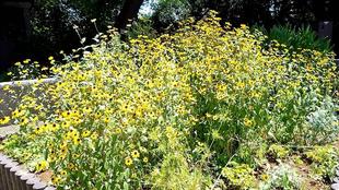 ヘリオプシスとルドベキア