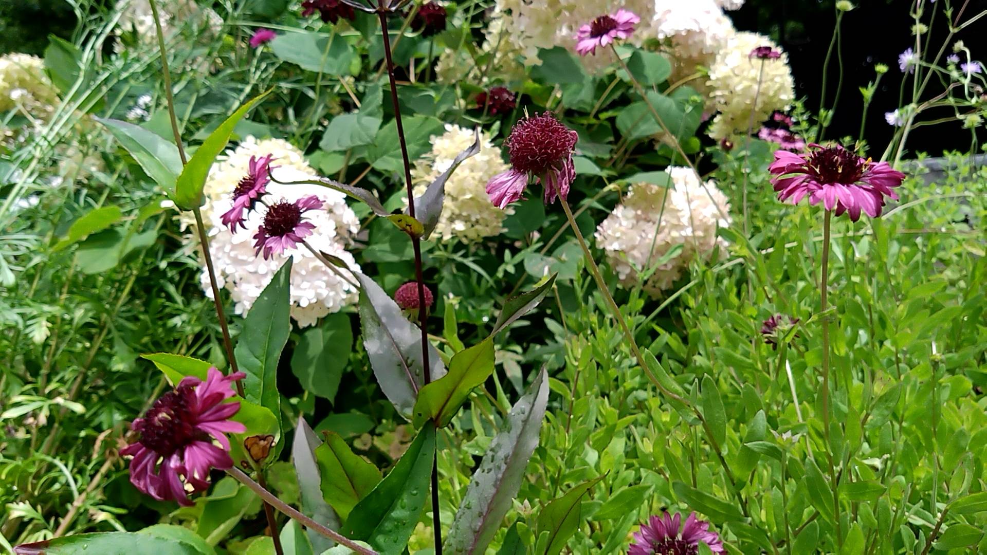 ハーブ花壇・宿根草花壇(6/27撮影)の写真