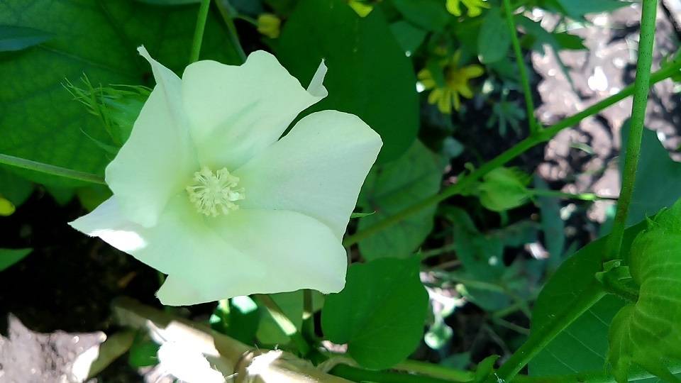 ナチュラリスティックガーデンVol.2の写真