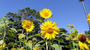 花壇広場周辺の夏花