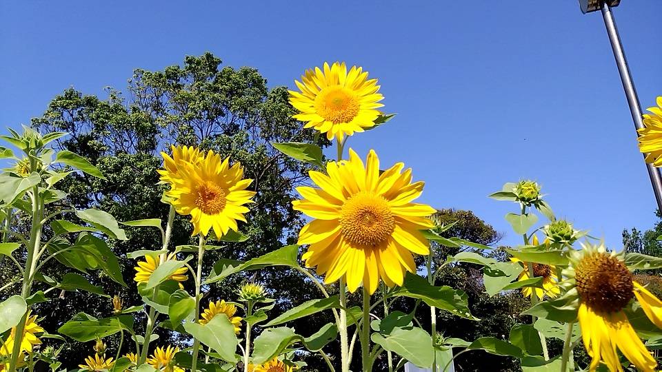 花壇広場周辺の夏花 の写真