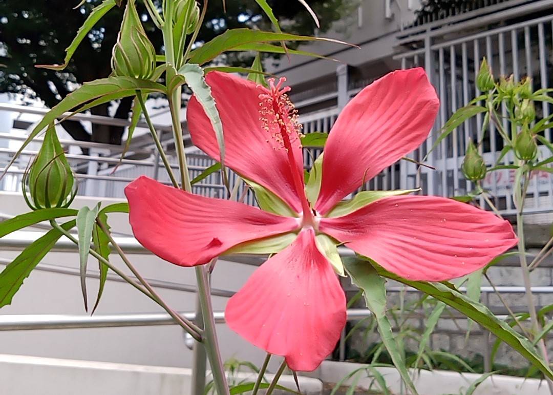 夏花 モミジアオイ(宿根草)の写真