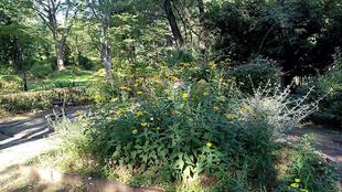 ヘリオプシスとルドベキア(宿根草)Vol.2 (7月16日・7月17日撮影)