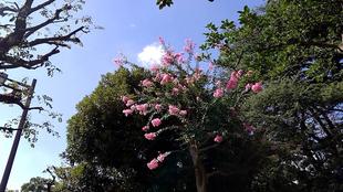 百日紅　８月21日撮影