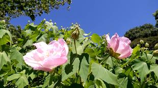 花壇広場周辺(8月3日撮影)