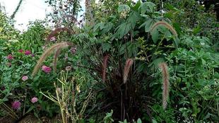 秋の気配　（８月27日・28日撮影)